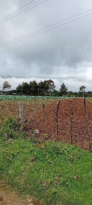 The image depicts an agricultural landscape in Gatakaine, Kenya, under an overcast sky. In the immediate foreground, a dirt path transitions into a strip of green grass and weeds. Beyond this, a cultivated field extends horizontally across the mid-ground. This field features distinct rows of reddish-brown vegetation, possibly a crop in an early growth stage or remnants. A single concrete fence post is visible on the left side of this field. Behind the reddish-brown field, a second, greener field is present, populated by a dense growth of what appears to be a leafy green crop, possibly cabbage. In the background, a line of various trees, including taller eucalyptus-type trees, forms a horizon line, with distant terrain visible beyond. Overhead, multiple thin, dark lines, consistent with utility wires, traverse the grey, cloudy sky. No individuals or specific activities are observed.