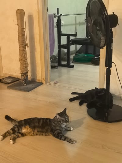 In a dimly lit room, two cats are lounging on a light-colored wooden floor. In the foreground, a tabby cat is stretched out on its side, facing left. Its paws are extended, and its tail curls upwards. The cat has white markings on its paws and a faint orange patch on its belly. Behind the tabby cat, a black cat is lying on its back, with its paws curled up. It is partially obscured by the base of a black oscillating fan, which stands to the right of the frame.
The room appears to be a home gym, with a weightlifting rack visible in the background. Several weight plates, some green and some black, are stacked on the floor and on the rack. A purple towel is draped over the rack. A tall, rough-textured scratching post stands to the left of the frame, its base on a dark square mat. The overall impression is one of a relaxed, domestic scene, with the cats enjoying the cool air from the fan. The lighting suggests it could be evening or a cloudy day. There is no visible text in the image.