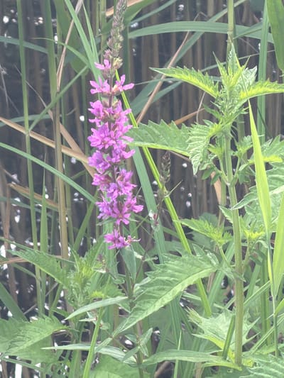 The image shows a close-up of tall green reeds and a flowering plant with purple blossoms. The background is blurred, suggesting a natural setting with a focus on the vegetation. The lighting is diffused, indicating an overcast day or shaded area. There are no people or animals visible in the image. The scene appears to be a naturalistic environment, possibly a roadside or a field. No specific landmarks of Turnhout, Belgium are identifiable.
