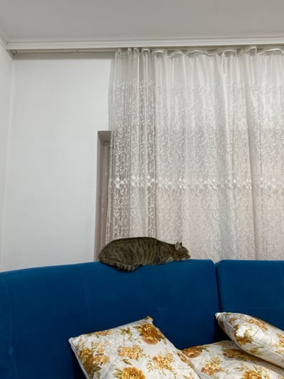 The image captures an interior scene in Sredkovets, Bulgaria. A single tabby cat with grey-brown striped fur is observed lying prone on the backrest of a solid blue upholstered couch, its head facing right and appearing to rest. In the foreground, two decorative throw pillows with a white background and an orange, yellow, and brown floral pattern are positioned on the couch cushions. To the left, a plain white wall is visible. To the right, a window is covered by white sheer curtains adorned with a subtle floral or leaf motif, which are suspended from a white track-style curtain rod. The ceiling is white and features a cornice molding.