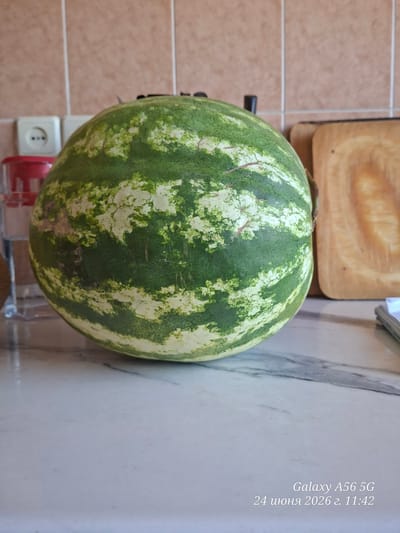 A whole watermelon with a green rind patterned with lighter green stripes is the main subject of this overhead shot. The watermelon sits on a light-colored, marbled countertop. To the left of the watermelon, a beige tiled wall is visible, with a wooden cutting board slightly out of focus in the upper left corner of the frame. Below the watermelon, part of a white electrical outlet with three circular openings is visible, along with a red object and a clear plastic container. The lighting suggests it is daytime, with the overall scene appearing to be indoors, possibly in a kitchen. Text overlaid on the right side of the image reads "Galaxy A56 5G" and "24 июня 2026 г. 11:42". There are no people or animals in the image, and no discernible activity is taking place. The scene is static and focused on the fruit and its immediate surroundings.