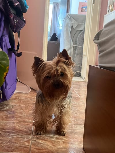 A Yorkshire Terrier dog stands on a tiled floor in an indoor setting. The dog is facing the camera, with its head tilted slightly to the left. The dog has long, shaggy brown and tan fur. Behind the dog, to the left, is a purple suitcase and a portion of a green leaf. To the right, a brown wooden surface is visible. The background includes a doorway with curtains and other indistinct objects. The scene appears to be within a domestic environment.