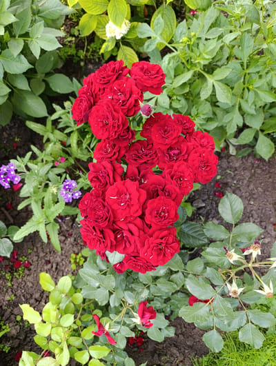 This image captures a close-up view of a cluster of vibrant red roses in a garden setting. The roses are the focal point, with their petals tightly furled in a rich, velvety texture. Surrounding the roses are lush green leaves and stems, some appearing dew-kissed. In the background, hints of other foliage and the dark soil of the garden bed are visible. Small purple flowers are also present to the left of the roses. The scene is natural and appears to be outdoors. The image does not provide any specific information about the city of Samar, Ukraine, or any people present.