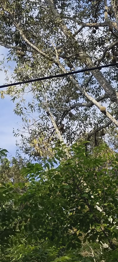 The image captures a durian tree with numerous ripe durians hanging from its branches, set against a bright blue sky. The tree is laden with the spiky fruit, some of which appear to be in clusters. The foliage is dense, with green leaves partially obscuring the view of the fruit and branches. In the foreground, the leaves of another tree, also lush and green, create a dense undergrowth effect. A black cable runs horizontally across the upper part of the frame, suggesting the presence of electrical infrastructure. The scene appears to be in a natural setting, likely a garden or orchard, consistent with the location of Kilometer Delapan, Indonesia, known for its durian cultivation.