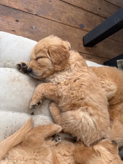 An overhead view captures at least three golden retriever puppies sleeping. The most prominent puppy, light golden-colored, rests on its left side on a cream-colored, tufted fabric cushion, its eyes closed, with its left paw tucked near its snout. Its fur appears soft and slightly wavy. Another puppy is partially visible beneath the primary puppy, displaying similar light golden fur and dark paw pads. A third puppy is partially visible to the lower right, blending into the pile. The cushion exhibits minor surface dirt and debris. Behind the cushion, a wooden surface composed of horizontal planks forms the background, showing wood grain and minor discoloration. In the upper right quadrant, a dark, angular structural element, possibly a furniture leg or support beam, is visible. The scene is located in Maale Yosef Regional Council, Israel.