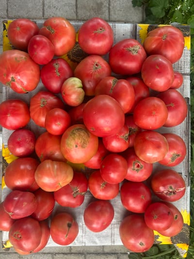 A top-down shot shows a large pile of ripe, red tomatoes on a patterned tablecloth. The tablecloth has a sunflower motif and is laid out on a textured surface, possibly a patio or walkway made of interlocking grey pavers. Lush green foliage is visible in the background on the right side, suggesting an outdoor setting. The tomatoes vary in size and shape, with some exhibiting slight imperfections like small cracks or discoloration. The overall impression is that of a fresh harvest. The presence of this scene in Parvomay, Bulgaria cannot be confirmed by the visual information alone.
