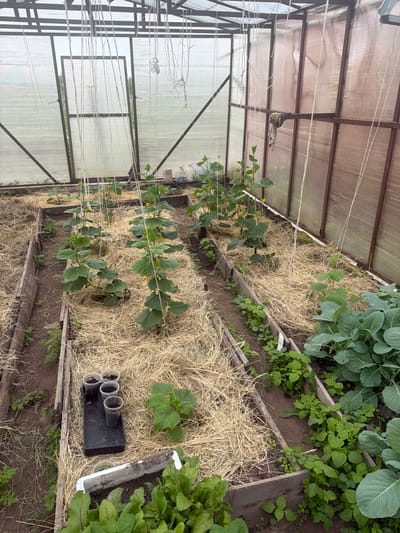 The image shows the interior of a greenhouse located in Valdgeym, Russia. The greenhouse has a metal frame and is covered with translucent material. Inside, there are several raised garden beds filled with soil and straw mulch. Various plants are growing in the beds, including what appear to be cucumber plants with yellow flowers, cabbage plants, and leafy greens. There are also some seedlings in small plastic cups placed on a black tray. Hanging ropes are visible, likely used to support climbing plants. The overall impression is of an active, organized gardening space.