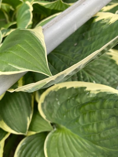 This is a close-up, eye-level shot of variegated hosta leaves. A grey, cylindrical object, possibly a pipe or support stake, runs diagonally across the upper portion of the frame, partially obscuring the leaves. The leaves are predominantly green with creamy yellow margins. The lighting suggests an outdoor setting, likely in a garden or park. There are no people or animals present. The scene is calm and natural, with the focus on the textures and colors of the foliage. Without further context, it is impossible to determine the specific location within Yuzhno-Sakhalinsk, Russia.