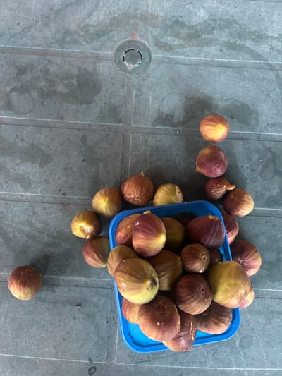 A high-angle shot shows a pile of ripe figs overflowing from a blue plastic basket, which sits on a weathered, green plastic table. Some figs have spilled out of the basket and are scattered around it, while others are still contained within. The table surface is textured and shows signs of wear, with visible seams and a circular indentation in the top left quadrant. The lighting is even, suggesting an overcast day or shade. The scene appears to be an outdoor setting, possibly a patio or balcony, consistent with a residential backyard in Parvomay, Bulgaria.