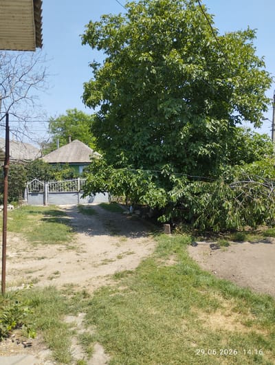 The image depicts a rural scene in Visoca, Moldova, on June 29, 2026, at 14:16. The foreground is a dirt path with patches of green grass, leading towards a grey metal gate. Behind the gate, a modest house with a grey, tiled roof and green walls is visible, surrounded by dense greenery. A large, leafy walnut tree dominates the right side of the frame, its branches extending over the gate and path, with one branch broken and hanging low. To the left, part of a corrugated metal roof structure is visible, along with a bare tree. The sky is clear and blue. There are no people or animals clearly visible in the image, though small white objects, possibly chickens, are scattered near the gate and to the right of the path. The overall impression is that of a simple, overgrown residential property in a rural setting.