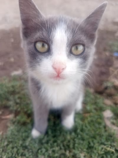 A close-up, low-angle shot features a young grey and white kitten looking directly at the camera. The kitten's large, green eyes are the focal point, with slit pupils visible. Its nose is a soft pink, and its whiskers are long and white. The fur is a mix of grey and white, with grey markings on the head and back, and white on the face, chest, and paws. The kitten is positioned in the foreground, with its body slightly blurred due to the shallow depth of field. The background consists of a patch of green grass, with some dry dirt and plant matter visible. The overall setting appears to be outdoors, possibly in a yard or park. The location is the city of Jardy-Su, Kyrgyzstan.