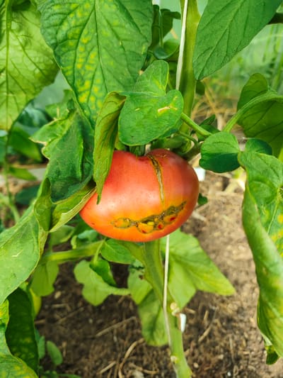 The image shows a close-up of a ripening tomato on a plant, likely in a greenhouse or garden in Rozhok, Russia. The tomato is predominantly red with some yellow-orange hues. It exhibits cracking and discoloration on its surface, indicating some form of damage or disease. The tomato is surrounded by green leaves, some of which also show signs of yellowing or spots, suggesting potential nutrient deficiency or a plant ailment. The background is blurred, showing soil and some dried plant debris. The lighting suggests it might be daytime, with diffused light that doesn't cast strong shadows, possibly indicating an overcast day or being inside a greenhouse. No people are visible, and there is no text in the image.