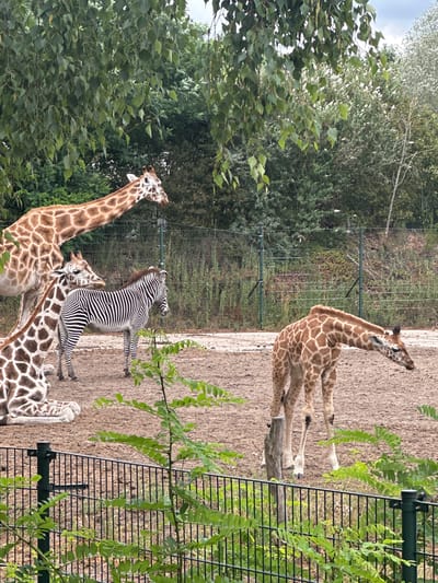The image depicts an outdoor enclosure at the Safaripark Beekse Bergen in Hilvarenbeek, Netherlands. The enclosure contains several animals, including three giraffes and one zebra. One giraffe is lying down in the foreground, with its hindquarters and legs visible. Another giraffe is standing and appears to be eating or drinking from a low source. A third giraffe is standing behind the zebra, with its head and neck visible. The zebra is standing and facing to the right. The ground is made of dirt and sand. In the background, there is a green fence and trees. The sky is overcast.