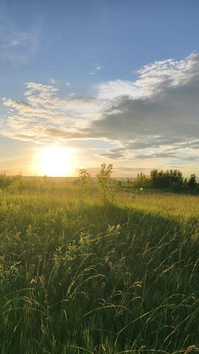 This media file depicts a serene natural landscape at sunset in Malaya Shil'na, Russia. The scene is dominated by a vast, open field of tall, green grass and wildflowers, bathed in the warm, golden light of the setting sun. In the background, a line of trees and foliage creates a natural horizon, with a few scattered structures faintly visible in the distance. The sky is a beautiful gradient of blue, transitioning into soft white and gray clouds, illuminated from behind by the sun. The sun itself is a bright, radiant orb positioned towards the left of the frame, casting long shadows and highlighting the texture of the grass. The overall mood is peaceful and tranquil, evoking a sense of calm and natural beauty. The time of day is clearly sunset, given the quality of light and the position of the sun. There is no visible text in the image.