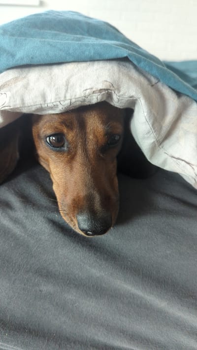 A close-up shot shows a brown dachshund peeking out from under a blue blanket and a white patterned sheet. The dog's head is the primary subject, with its dark brown eyes and black nose clearly visible. The fabric of the blankets creates a warm, cozy setting. The background is a plain white wall. The image does not depict any identifiable landmarks or scenes within the city of Zadebri, Ukraine, as it is an indoor shot of a dog.