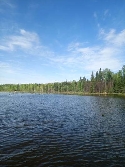 The image shows a body of water, likely a lake or wide river, with a forested shoreline. The water has ripples, indicating a slight breeze. Along the horizon, a dense forest borders the water, displaying a mix of deciduous and coniferous trees. The sky is blue with scattered white clouds. There is no evidence of human activity or structures in the immediate vicinity. The location, Ural'skoe, Russia, is inferred but not explicitly visible in the image itself.