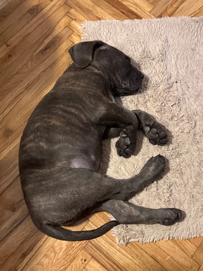 A brindle-coated puppy is sleeping curled up on a shaggy, light-colored rug, which is placed on a wooden floor. The puppy's head is resting on its paws, and its eyes are closed. The rug is positioned in the upper right portion of the image, while the wooden floor, laid in a herringbone pattern, occupies the rest of the frame. The lighting suggests it is daytime, with shadows cast by the puppy and the rug onto the floor. There are no people or other animals visible in the image. The location is not specified within the image.
