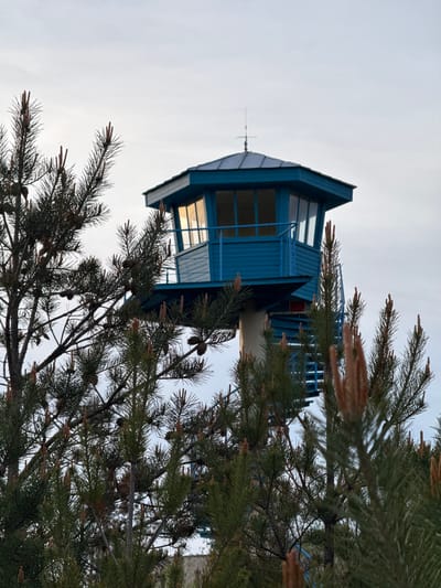The image captures a blue tower partially obscured by pine tree branches, likely located in Ventspils, Latvia. The tower is structured with a lower section resembling a cylindrical base, transitioning into a multi-tiered square structure with large windows and a sharp, gabled roof. An antenna is fixed on the top. The surrounding environment includes a mostly overcast sky. The foreground is filled with the detailed foliage of a pine tree, with its needles and small cones.