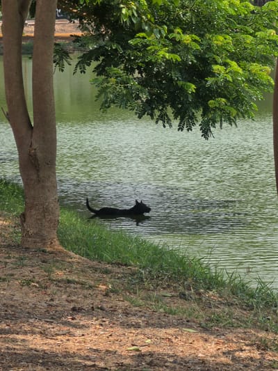 The image depicts a tranquil scene near a body of water in Phra Nakhon Si Ayutthaya City Municipality, Thailand. A black dog stands at the edge of the water, its attention directed towards the lake. The shoreline is defined by green grass transitioning into a brown, earthy area covered with dried leaves. A tree trunk is prominently positioned in the foreground, providing a natural frame. Lush green foliage occupies the left side of the image, adding to the overall natural ambiance. The water surface has a slight ripple, creating subtle patterns of light and shadow.