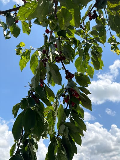 The image is a close-up shot of cherry branches against a bright blue sky with scattered white clouds. The branches are laden with dark red cherries and lush green leaves. The perspective is looking upwards, capturing the fruit and foliage from below. The scene appears to be outdoors in a natural setting, likely a cherry orchard or a tree in a park or backyard. There are no people or man-made structures visible in the frame. The lighting suggests it is daytime, possibly late morning or early afternoon, given the brightness of the sky and the sunlit leaves. The overall impression is one of a bountiful harvest and a pleasant summer day.