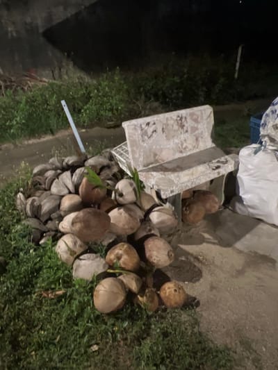 A pile of coconuts is arranged on the grass and dirt next to a concrete bench. The bench is weathered and appears to be made of stone or concrete with embedded pieces of decorative material. Behind the bench, a large white tarp-covered object is visible, along with a blue crate. The scene is dimly lit, suggesting it might be nighttime or a shaded area. The background consists of dense green foliage and a dark, indistinct structure. The location is specified as Ko Pha-ngan District, Thailand.