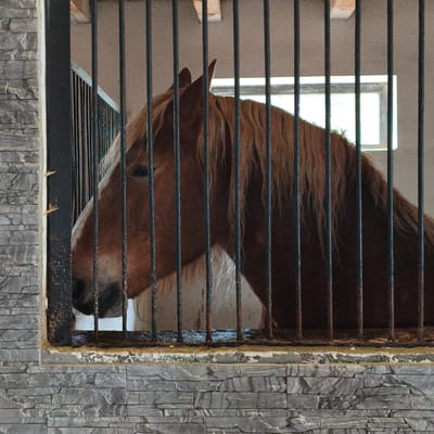 A brown horse is confined within a stable or enclosure with metal bars. The horse is positioned behind the bars, its head and neck visible. The enclosure has a wall constructed of stone or brick-like material at its base. A window is visible in the background through the bars. Based on the question, the location is Капцёўскі сельскі Савет, Belarus.