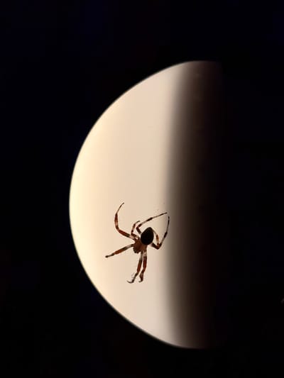 The image shows a close-up, silhouette of a spider with eight legs against a circular, brightly lit background. The background is divided into a lighter, more illuminated area on the left and a darker, shadowed area on the right. The spider is positioned in the center-left of the frame, with its legs spread outwards. Its body appears dark and indistinct due to the backlighting. The overall impression is of the spider against a luminous, possibly artificial, light source. The specific location in the city of Shebanovo, Russia, is not discernible from the visual information present in the image.
