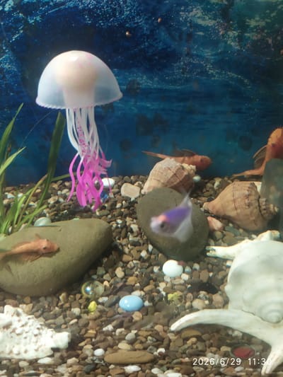 An indoor aquarium scene features a decorative jellyfish with a translucent white bell and pink tentacles suspended in the water. Several small, orange-brown fish are visible swimming among various aquarium decorations. These include large seashells, smooth river stones, small colorful pebbles, and possibly some artificial plant life on the left side of the frame. A large, white, spiral-shaped shell is prominent in the lower right corner. The background of the aquarium appears to be a blue, textured aquarium backing. The timestamp "2026/6/29 11:30" is overlaid on the bottom right of the image. There are no people visible. The scene depicts a static, artificial environment.