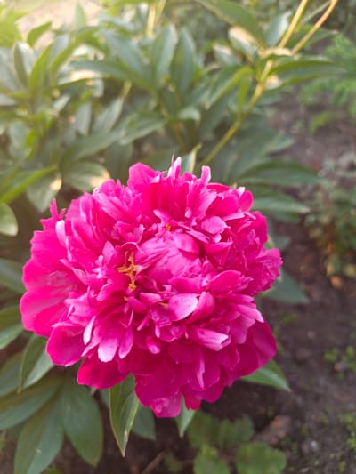 A close-up, eye-level shot captures a vibrant, fuchsia-colored peony in full bloom. The flower, positioned slightly to the left of the frame's center, is the primary subject. Its petals are densely packed, creating a textured, ruffled appearance with some lighter pink highlights on the edges of the outer petals and a hint of yellow stamens peeking from the center. The peony is surrounded by lush, green foliage that blurs into the background, suggesting a garden setting. The lighting indicates it is daytime, possibly late afternoon, given the warm, soft glow illuminating the upper left portion of the image and casting subtle shadows. The ground beneath the plants is a mixture of dark soil and small, scattered green shoots, indicating an outdoor environment. There are no people, animals, or man-made structures visible in the image. The scene is peaceful and natural, focusing solely on the beauty of the flower and its immediate surroundings.