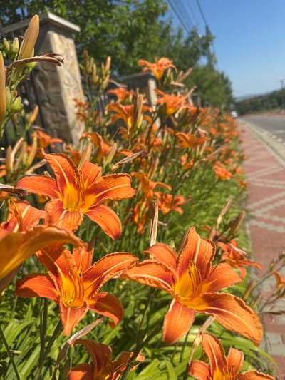 The image displays a vibrant close-up of orange daylilies in full bloom. The flowers, characterized by their ruffled petals and prominent stamens, are the primary subjects. They are arranged in a dense cluster, with some in sharp focus and others softly blurred in the background, creating a sense of depth. The surrounding foliage is lush and green, providing a strong contrast to the bright orange of the lilies.

In the background, a low, weathered stone wall or retaining structure is visible, suggesting a garden setting or landscaping. Beyond the wall, a hint of a reddish-brown brick structure can be seen, possibly a building or a decorative element. The sky above is a clear, bright blue, indicating fair weather and likely daytime. Some power lines and a glimpse of trees suggest an urban or semi-urban environment.

The lighting suggests it is daytime, with the sun casting bright highlights on the petals and creating some shadows, emphasizing the textures of the flowers. The overall mood is one of natural beauty and the abundance of summer flora. The image appears to be taken in Târgu Neamț, Romania, implying a specific regional context for these common garden flowers. There is no visible text in the image.
