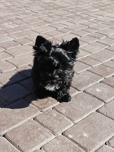 A small, black fluffy dog with white markings on its chest sits on a paved walkway. The dog's ears are perked up, and its fur is shaggy. The walkway is made of rectangular brown bricks laid in a herringbone pattern. The scene is lit by bright sunlight, casting a shadow to the left of the dog. The location is Podsteпki, Russia.
