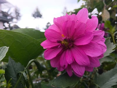 The image displays a close-up view of a single, vibrant fuchsia-pink dahlia flower, situated in a garden setting in Suối Đục, Vietnam. The flower is positioned off-center to the right, exhibiting multiple layers of ovate petals radiating from a central yellowish-green disc with visible stamens. Several dark green leaves with distinct venation are prominent in the foreground and midground, some partially obscuring the flower. A slender, curled green stem with small leaves is visible in the lower-left portion of the frame. The background is heavily out of focus, showing indistinct elements consistent with an outdoor environment, including blurred green foliage, a partial, light-colored structure (possibly a building or greenhouse) in the upper left, and silhouetted tree-like forms against a bright, overcast sky. No human subjects or discernible actions are depicted. The scene is illuminated by diffuse natural light.