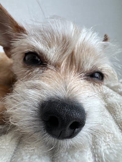 The image is a close-up, eye-level shot of a small, light-colored dog's face. The dog has scruffy fur, dark eyes, and a black nose. It appears to be lying down on a white, textured surface, possibly a blanket or towel. The background is a plain, light gray, suggesting an indoor environment. There are no people present in the image. The scene does not contain any elements that would suggest a specific location within the city of Vlasikha, Russia.