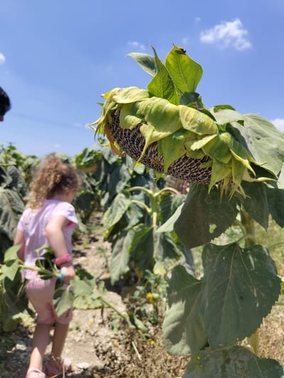 A close-up shot focuses on a dried sunflower head with large, leathery sepals that have yellowed and curled inwards, revealing the dark, tightly packed seeds within. A small fly rests on one of the green leaves above the sunflower head. In the blurred background, a young girl with curly brown hair wearing a pink t-shirt and pink shorts walks through a field of sunflowers, carrying a green stalk in her right hand. The ground is covered in dry soil and debris. The sky above is a clear, bright blue with a few wispy white clouds. The scene appears to be in a rural area, likely a sunflower field, given the prevalence of sunflowers and the dry, earthy ground. This imagery is consistent with the agricultural landscape found in the Yoav Regional Council, Israel, a region known for its cultivation of various crops, including sunflowers, especially during the summer months.