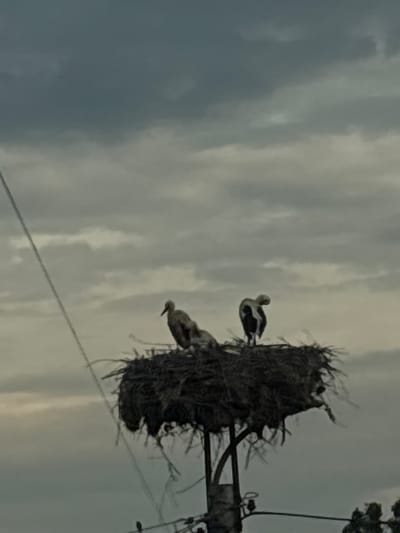Two storks are perched in a large, messy nest atop what appears to be a utility pole. The nest is constructed of twigs and other natural materials. The storks are black and white with long necks and beaks. One stork is standing, looking to the left, while the other is perched lower in the nest, also facing left. The scene is set against a cloudy sky. The overall impression is one of a natural habitat, possibly during the daytime given the visibility, though the overcast conditions suggest it could be dusk or dawn. The image was taken in Strelcha, Bulgaria. There is no visible text in the image.