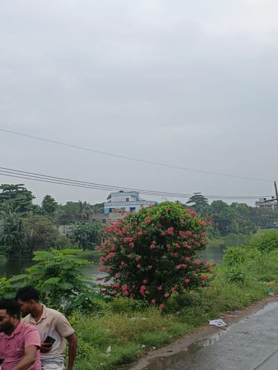 The image depicts a cloudy day in Boliarpur, Bangladesh, with a focus on a roadside scene. Two men are visible in the foreground, one wearing a pink shirt and sunglasses, and the other in a beige and striped collared shirt, holding a dark-colored mobile phone. They are positioned on the left side of the frame, with the man in the pink shirt facing away from the camera and the man in the beige shirt looking to his right.
Behind the men, a lush green environment unfolds, featuring dense vegetation and a flowering tree with pink blossoms prominently displayed. A body of water, likely a pond or canal, is visible in the mid-ground, bordered by more greenery. In the background, several buildings are scattered among the trees, including a multi-story structure with a white and blue facade, featuring windows and what appears to be an elevated section with railings. Power lines stretch across the upper part of the image, and a utility pole is visible on the far right. The road in the foreground is wet, suggesting recent rain, with some litter scattered along its edge. The overall scene conveys a natural, slightly overcast outdoor setting within a populated area of Boliarpur.