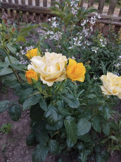 A close-up shot showcases a rose bush with several blooms and buds. In the foreground, two yellow roses are prominently featured. One is a fully bloomed rose, its petals a soft yellow with hints of cream. Below it, a partially opened bud shows more vibrant yellow. To the left of these, another yellow bud is visible, smaller and tightly closed. A larger, cream-colored rose bloom is positioned above the yellow roses, its petals layered and delicate. The roses are surrounded by lush, dark green leaves, some of which appear glossy. In the background, smaller white flowers with delicate petals are interspersed among the greenery, adding a touch of contrast. A wooden fence made of horizontal planks is visible on the far left side of the image, suggesting an outdoor garden setting. The ground beneath the plants is a mix of dark soil and pebbles. The lighting suggests it might be a bright day, perhaps morning or afternoon, with soft sunlight illuminating the flowers. No people or text are visible in the image. The overall scene evokes a sense of natural beauty and tranquility within a garden.