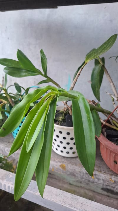 A close-up, eye-level shot shows several potted orchid plants on a wooden surface against a light grey, textured wall. The main orchid in the foreground has long, green, drooping leaves. To the left, another orchid in a blue woven pot is partially visible. Behind the main orchid, a white pot with black polka dots contains another orchid plant with dark potting material. A reddish-brown pot is visible to the right, also containing an orchid. The scene appears to be outdoors, possibly on a balcony or patio, given the presence of a railing in the lower portion of the frame. The lighting suggests it is daytime, with soft shadows indicating an overcast or shaded environment. This scene is located in Batam, Indonesia.
