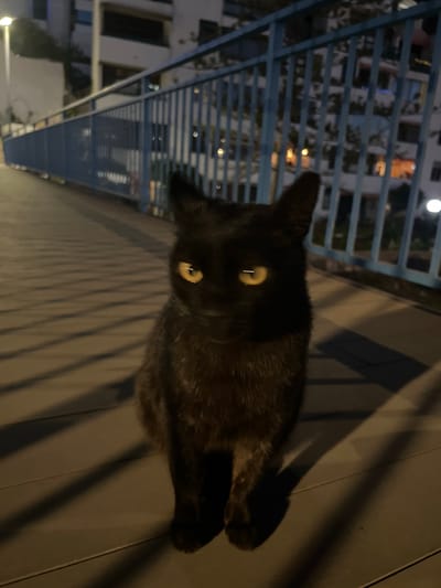 A black cat is lying on a paved surface. The background shows a blue metal railing, behind which are buildings with lit windows, suggesting an urban setting. The angle and lighting create long shadows across the pavement. The photograph's location appears to be the city of Puerto Rico, Spain, based on the building styles and ambient lighting.