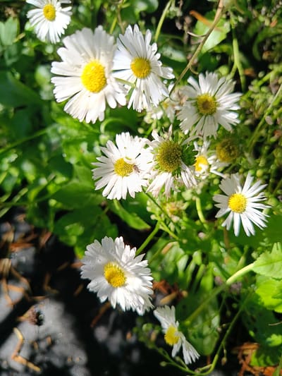 This image depicts a close-up view of several white daisies with yellow centers, blooming in a garden setting. The daisies are varied in focus, with some sharp and others blurred, creating a sense of depth. Dewdrops are visible on the petals of some flowers. A small insect, possibly a fly, is perched on the petals of one of the daisies. The background consists of green foliage and hints of darker ground cover. The overall lighting suggests it is daytime, with sunlight casting shadows and highlights. The image does not contain any specific landmarks or elements that would allow for identification of its location within the city of Нясвіж, Belarus.