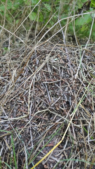 A close-up, high-angle shot captures an anthill constructed primarily from dried grass and twigs. Numerous ants are visible on the surface of the anthill, engaged in various activities. The background consists of out-of-focus green foliage, suggesting an outdoor, natural setting. There is no indication of the location being in Mikhaylovka, Russia, or any specific city.