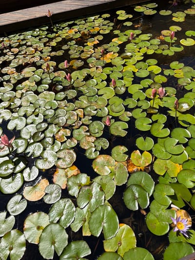 A pond filled with lily pads and a few budding pink water lilies and one open purple water lily is bordered by a wooden deck in Ashdod, Israel. The scene captures a still body of water, reflecting the natural light and the surrounding greenery. The lily pads, varying in shades of green and some showing signs of age with yellowing edges, create a dense carpet on the water's surface. Several buds are visible, promising future blooms, while one delicate purple flower has fully opened, its petals fanned out. The wooden structure suggests a man-made element integrated into the natural setting, possibly a public garden or a private residence. The overall impression is one of tranquility and the quiet beauty of nature.