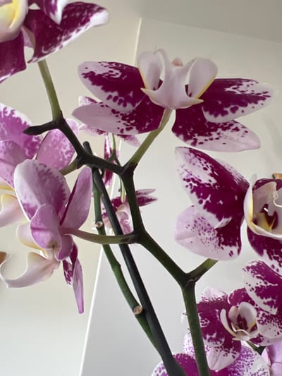 The image shows a close-up view of a spray of purple and white orchids against a plain, light-colored background. The orchids have distinctive splotchy patterns of deep purple on white petals. Several flowers are in focus, with varying degrees of bloom. The stems are dark green and have a slightly woody texture. One stem is propped up against a white, angular object, possibly a wall or a piece of furniture. The lighting is soft and diffused. There is no information about the location in Bunbeg, Ireland, nor are there any people or actions depicted.