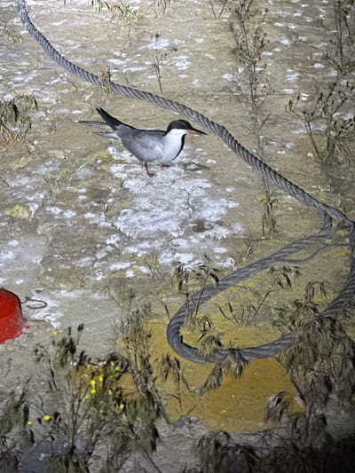 The image, taken in Volzhsky, Russia, features a bird perched on a textured, light-colored surface, likely a concrete wall or cliff face. The bird appears to be a tern, characterized by its grey back and wings, white underparts, and a prominent black cap on its head. Its bill is reddish-orange, and its legs are visible, suggesting a similar color. The bird is captured with its head slightly raised, looking upwards.
The surface is heavily speckled with white marks, consistent with bird guano, indicating frequent avian presence. A thick, braided metal cable stretches diagonally across the lower half of the frame, passing directly beneath the bird, which has one foot on the cable and the other on the wall. Further up and to the right, another section of the same type of cable is visible, coiled and intertwined with sparse, dry vegetation, some of which bears small yellow flowers. A large, irregular patch of yellowish-green coloration, possibly algae or moss, covers a section of the wall in the upper right. A partial view of a red object with a metal hook is present in the bottom right corner.
The lighting conditions are dim, suggesting the photograph was taken at night or during twilight, with an artificial light source illuminating the scene. The overall atmosphere is quiet and still, with no discernible activity beyond the bird's static perch. There are no people or visible text in the image.