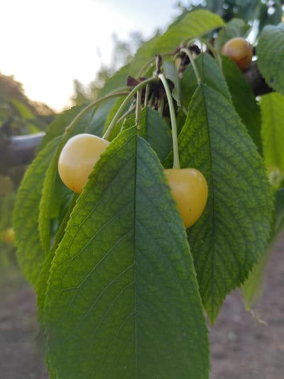 This is a close-up, vertically oriented photograph of yellow cherries on a tree branch, partially obscured by large, green leaves. The leaves are detailed with prominent veins and serrated edges, and they are lit from behind, creating a translucent effect. Two ripe yellow cherries are visible, one in the foreground and another slightly behind it, nestled among the foliage. A third, less defined cherry or fruit is visible in the upper left corner, appearing more translucent and possibly less ripe. The background is softly blurred, suggesting an outdoor setting. The lighting indicates it is daytime, with the bright sky on the left side of the image hinting at either early morning or late afternoon. The overall impression is one of natural beauty and the bounty of a fruit tree. There is no visible text. The location context is Vasylivka, Ukraine.