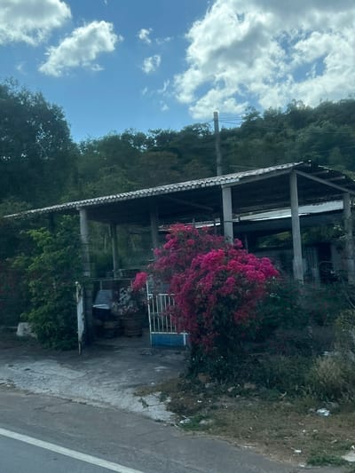 A corrugated metal roof overhangs a concrete structure with steel supports, partially obscured by a vibrant bush of magenta bougainvillea. Lush green foliage lines the background, merging into a hillside under a blue sky dotted with puffy white clouds. A utility pole stands to the left of the structure, while a paved road edges the right side of the frame. A white fence sits in front of more plants, and a couple of grey containers are inside the structure.