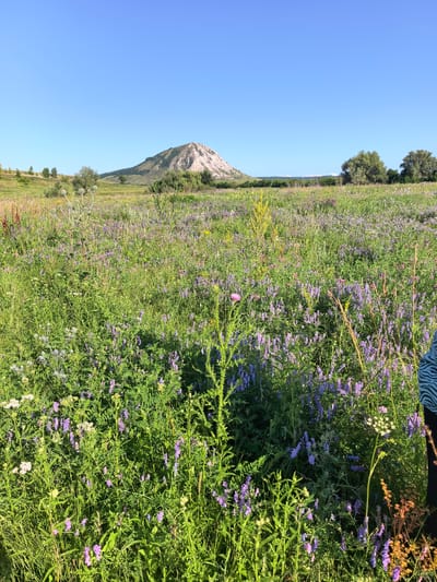 A wide-angle, eye-level, outdoor shot shows a mountain in the distance against a clear, bright blue sky. The mountain has a light-colored, rocky summit and is covered with green foliage on its slopes. In the foreground, there is a field of green grass and abundant wildflowers, with clusters of small purple flowers and some white wildflowers. A tall plant with a spiky, light-colored head is prominently featured in the middle ground. To the right of the frame, partially visible, is a person wearing a black and white striped garment. The scene is set in Shikhan, Russia, a location known for its natural beauty. The overall impression is of a serene and picturesque natural landscape on a sunny day.