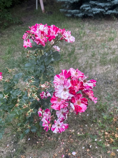 In the city of Prolesha, Bulgaria, a rose bush displays clusters of striking pink and white striped flowers, some of which show signs of wilting. The foreground features the blooming roses and the plant's dark green foliage, interspersed with dried seed pods and fallen petals scattered across the dry, brown grass. In the background, the blurred presence of a coniferous tree and greenery suggests a natural or garden setting.