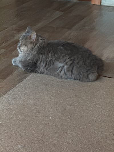 A fluffy gray cat is lying on a hardwood floor next to a beige rug. The cat is facing to the left with its eyes closed. The floorboards are arranged diagonally, and the rug is a light brown color. The image appears to have been taken indoors, likely in a residential setting. There are no people or other animals visible in the image. There is no information available to confirm the location in the city of Raivka, Ukraine.