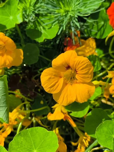 This close-up, eye-level shot features a vibrant patch of nasturtium flowers and foliage in Mosėdis, Lithuania. The scene is bathed in bright, natural light, suggesting it was taken during the daytime on a clear, sunny day. The lush green leaves of the nasturtiums are round and have a slightly wavy edge, some appearing to have water droplets on them. Scattered among the leaves are several bright yellow nasturtium flowers, each with five petals. One flower, positioned prominently in the center of the frame, is fully open, revealing a darker, reddish-brown marking at its base and delicate yellow stamens. Other yellow flowers are partially visible, along with hints of orange flowers in the background. The overall impression is one of natural beauty and growth, with the flowers and leaves creating a dense, verdant tapestry. The focus is sharp on the central flower and some of the surrounding foliage, while other elements are softer, adding depth to the image. There is no visible text in the image.